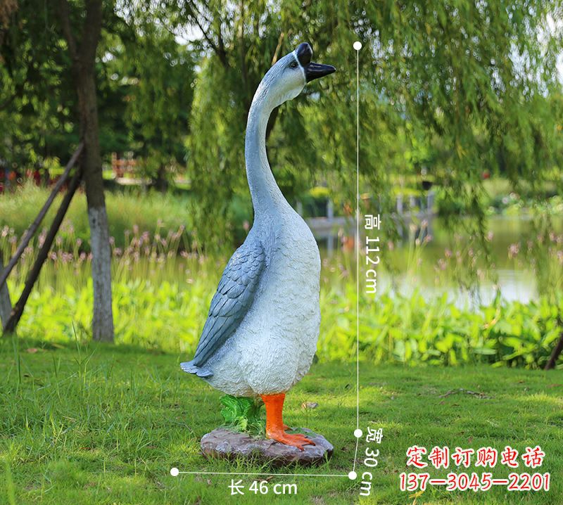 苏州站立立脖灰色天鹅